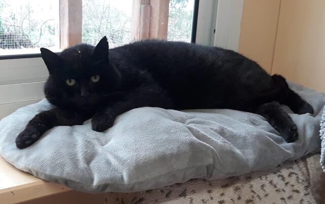 Kater "Romeo" wünscht sich ein Zuhause mit Freigang. | Foto: Tierheim Reutte