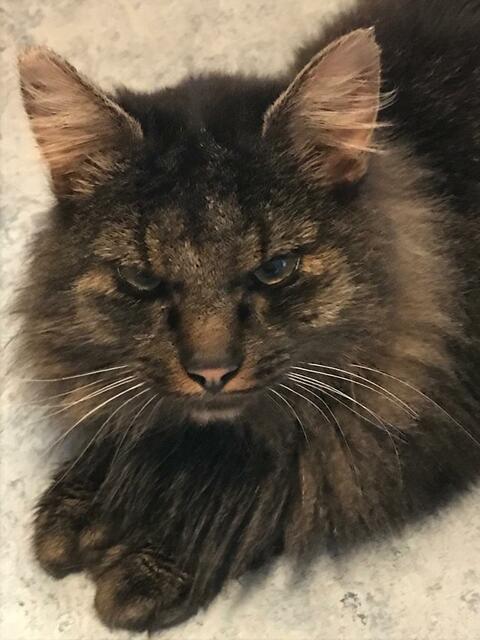 Zugelaufener Kater in Wieselburg-Land sucht seinen Besitzer.  | Foto: Familie Huber