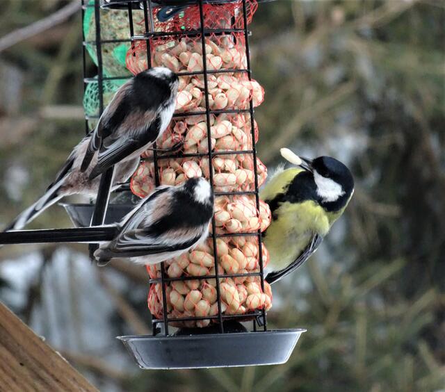 Auch von den vielen Schwanzmeisen lässt sich die Kohlmeise beim genießen der geschälten Erdnüsse nicht stören und vertreiben. 