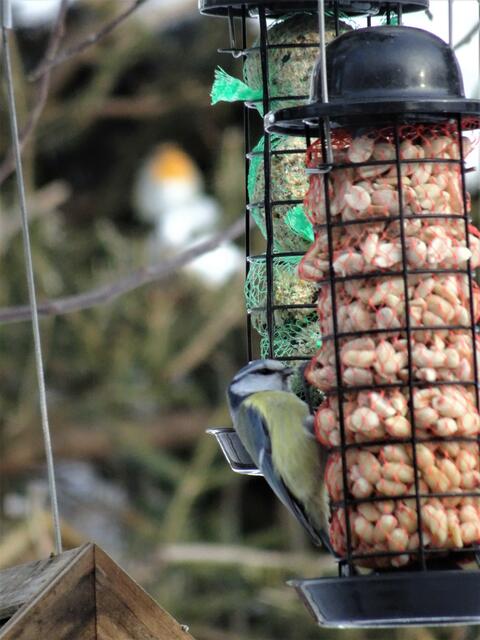 Eine zarte Blaumeise hat sich auch an den geschälten Erdnüssen satt gegessen! Wie man sieht, sind halt die geschälten Erdnüsse der absolute Hit beim Vogelfutter.