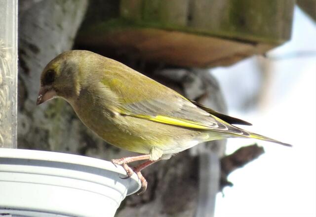 Hier ein etwas hellerer Grünling, der immer in großen Scharen zu beobachten ist.