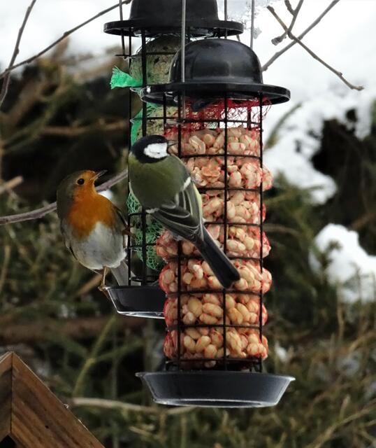Ein richtiger Schnappschuss ist mir mit dieser Aufnahme gelungen: Ein Rotkehlchen und eine Kohlmeise picken gemeinsam an den Erdnüssen.
