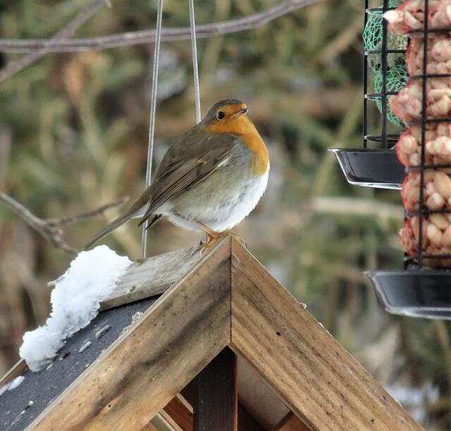 Ein Paar Rotkehlchen habe ich heute beobachten können. Dieses Exemplar hat sich besonders "aufgepustet!"   