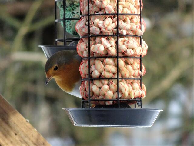 Sehr scheu sind die Rotkehlchen, die gerne bei den geschälten Erdnüssen knabbert.