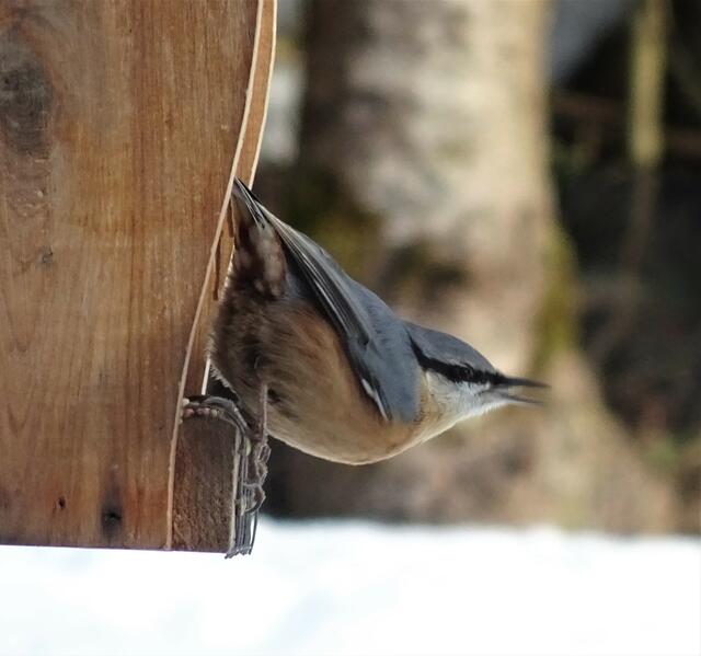 Das ganze Jahr über ist der Kleiber Gast im Umkreis des Gartens und brütet auch gerne in unmittelbarer Nähe in bereitgestellten Brutkästen.