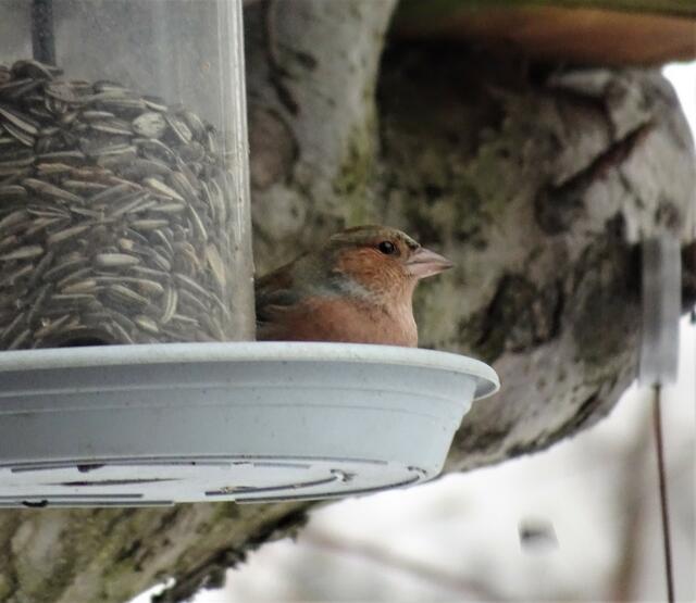 Am liebsten am Boden, aber ausnahmsweise auch beim Futtersilo bei den Sonnenblumenkernen trifft man den Buchfink.
