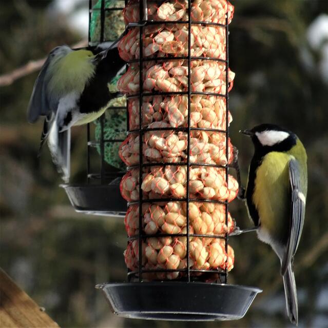 Die Kohlmeise ist wohl die meistgesehene Vogelart in unseren Lebensraum.