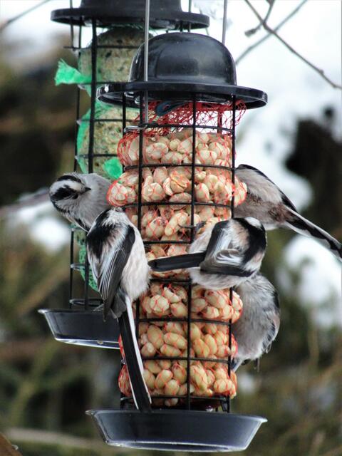 Ganz überraschend ist plötzlich ein ganzer Schwarm von Schwanzmeisen eingefallen und hat sich gleich auf die Erdnüsse gestürzt.