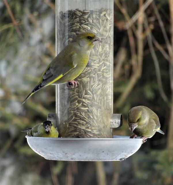 Grünfinke sind gern gesehene Gäste bei den Futterstationen im Schrebergarten.