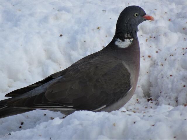 Erstmalig bei der Futterstation konnte ich eine Ringeltaube beobachten, die auch in unmittelbarer Nähe hoch auf den Bäumen ihr Nest hat.