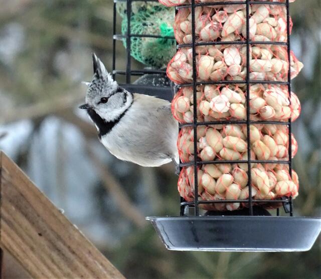 Die zierliche Haubenmeise blickt ganz vorsichtig hinter den Futtersilo hervor.
