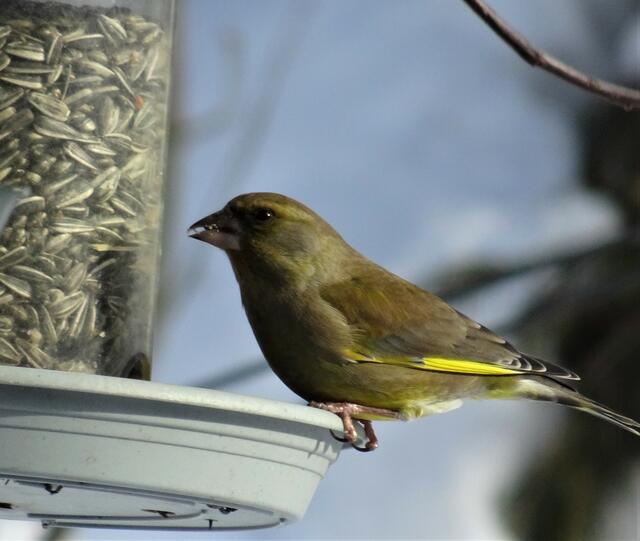Auch der Grünfink ist in großer Anzahl vorhanden und fühlt sich in meinen Schrebergarten bei der Futterstation sehr wohl.