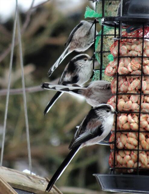 Erfreulich war der Anblick mit den unzähligen Schwanzmeisen, die plötzlich aufgetaucht und bald wieder verschwunden sind.