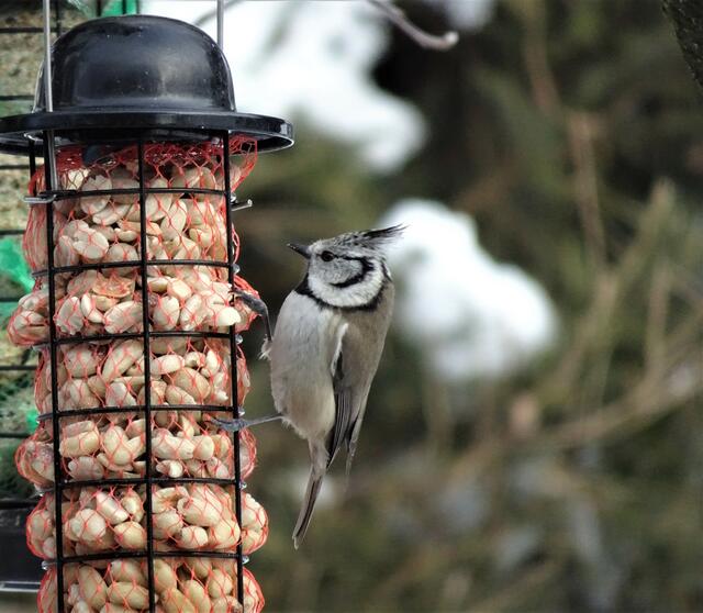 Heuer etwas rar, zeigen sich die zarten Haubenmeisen. Umso größer ist die Freude, wenn sie zum Futterholen, am liebsten bei den Erdnüssen, auftauchen.