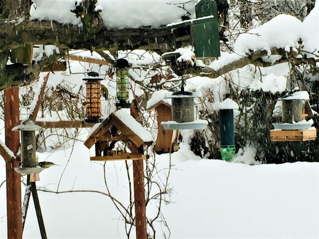 Hier ein Übersichtsfoto meiner Futterstationen, die gerne von den Wintervögel und Eichkätzchen besucht werden.