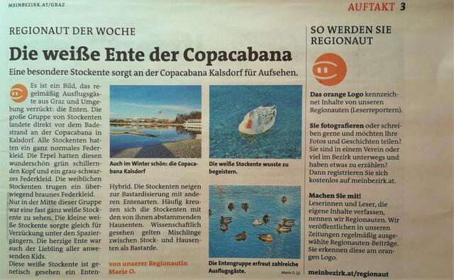 Die weiße Stockente an der Copacabana