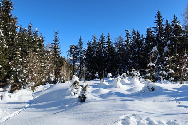 tief verschneite Wälder