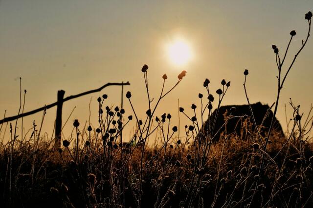 Symbolbild: Sonnenaufgang Darscho Apetlon im Burgenland