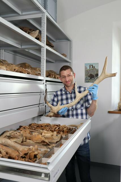 Museumsleiter Sebastian Krutter, BA MA mit einem Rothirschgeweih im Depot des Museum Burg Golling | Foto: Museum Burg Golling, Hemma Ebner