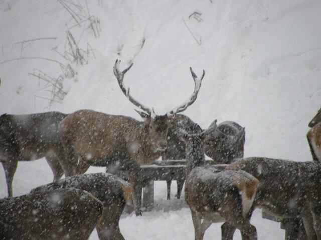 Sollte man Wildtiere, wie hier Rotwild, im Winter füttern? Daran scheiden sich auch innerhalb der Jägerschaft die Geister.