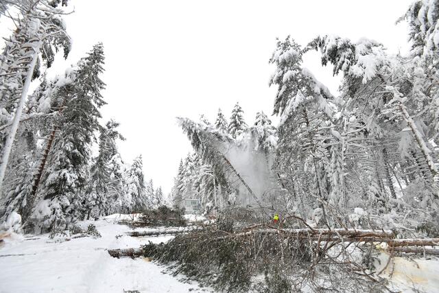 Zahlreiche Bäume neben der Lechtalstraße mussten gefällt werden, um weitere Schäden zu vermeiden. | Foto: Zoom Tirol