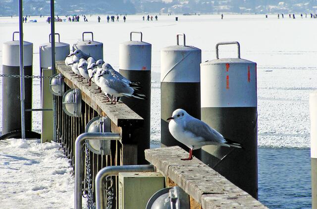 2006 - Eislaufen am Wörthersee - hoffentlich 2021 auch wieder - nicht nur die Möwen warten!