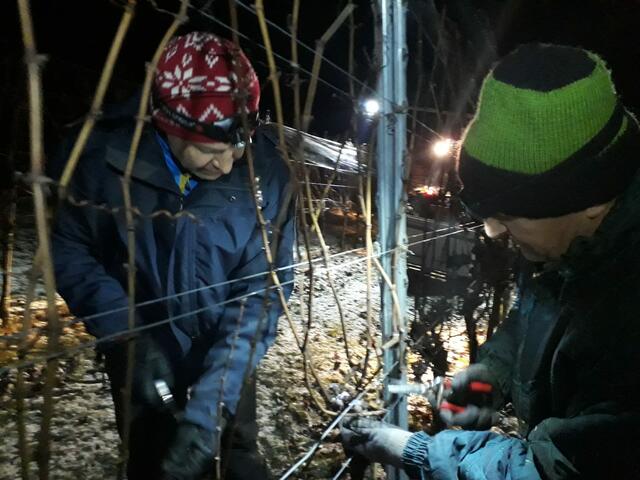 Geerntet wurde auf dem Weinhof Zieger von 5.00 Uhr früh bis zum Sonnenaufgang. | Foto: Weinhof Zieger