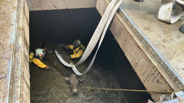 In Jauchegrube abgestürzt: Die Bergung der Kuh "Enzain" durch die Feuerwehr Landeck war eine aufwendige Aktion.