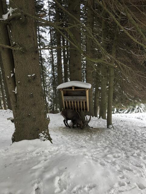 Mit etwas Glück könnt ihr im Wildgehege zwischen Schutzwirt und Olmstoll die prächtigen Steinböcke und Mufflons beobachten.