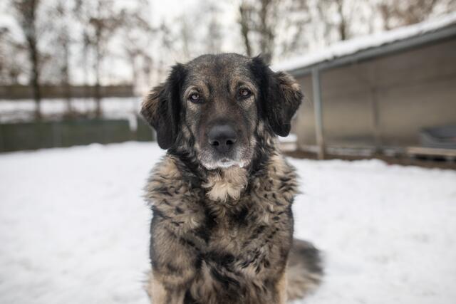 Owtscharka-Hündin Nala wartet im Tierheim Linz auf neue Besitzer.