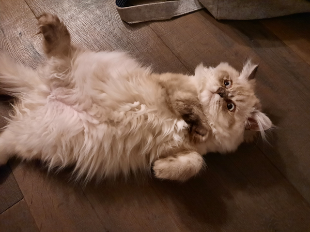 Perser Kater Jack ist heute glücklich in seinem neuen Zuhause. | Foto: TierQuarTier Wien