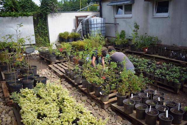 Das Team der Energieagentur Weststeiermark setzt im Zuge der Klimaschutzgarten-Projekte auf selbst gezüchtete und vermehrte Stauden und Kräuter.