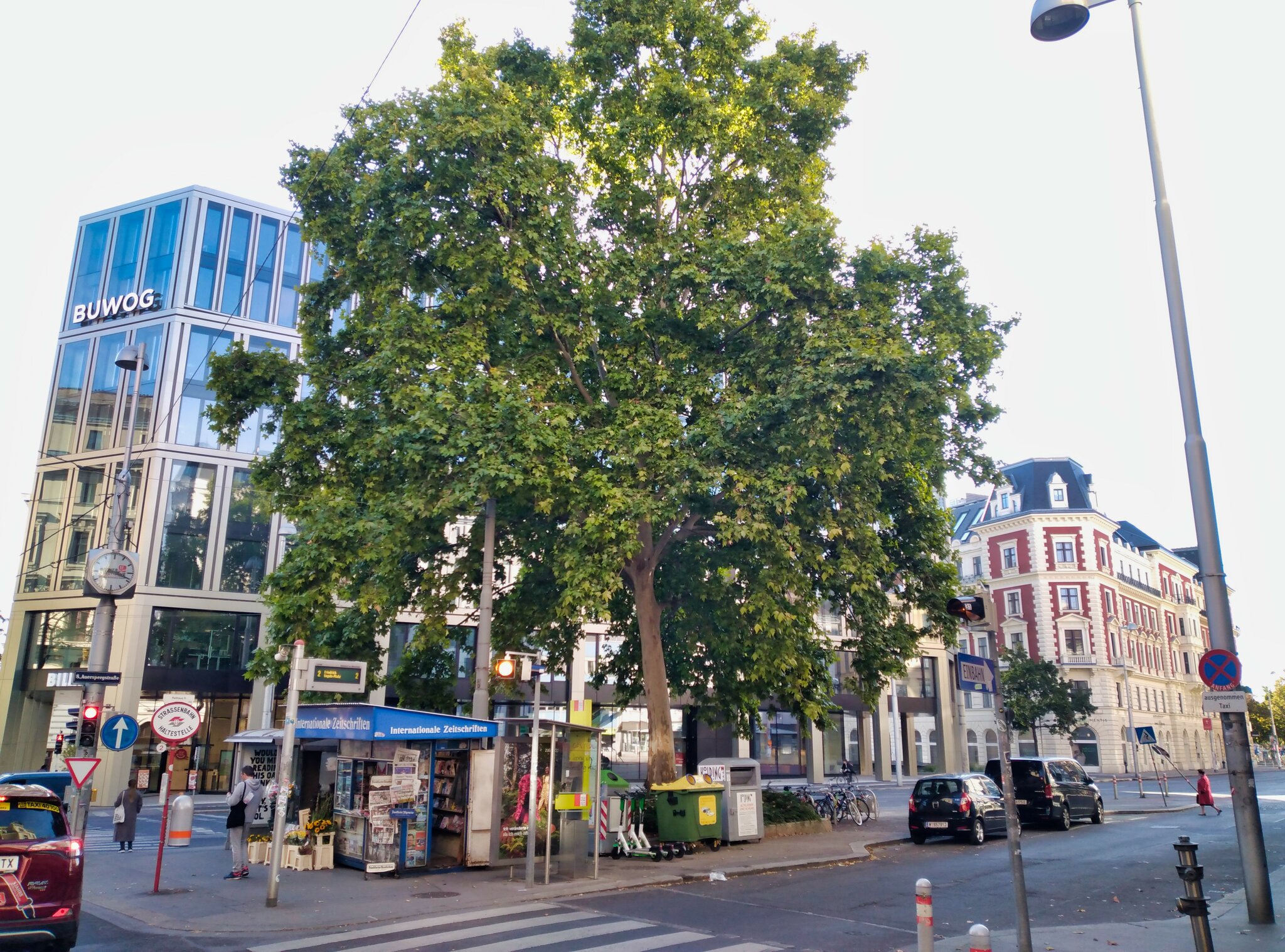 Josefstadt Wird die Platane in letzter Sekunde gerettet? Josefstadt