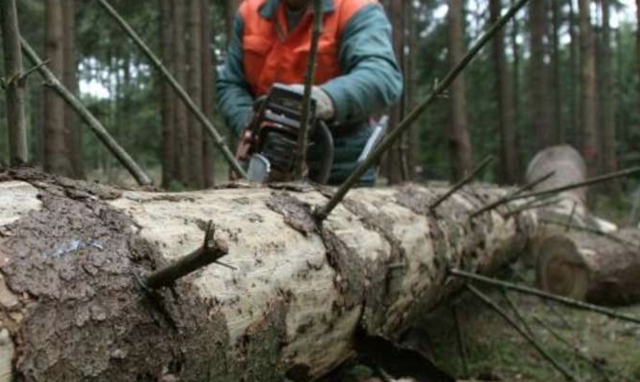 Der Baum traf den 63-Jährigen an beiden Schultern.