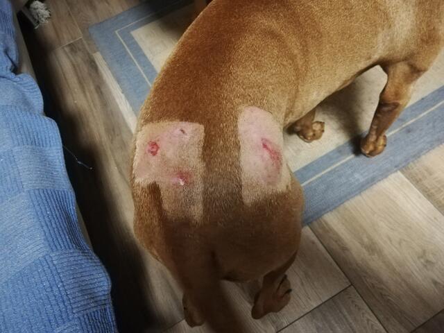 Mehrere Bisswunden von Aron mussten behandelt werden.