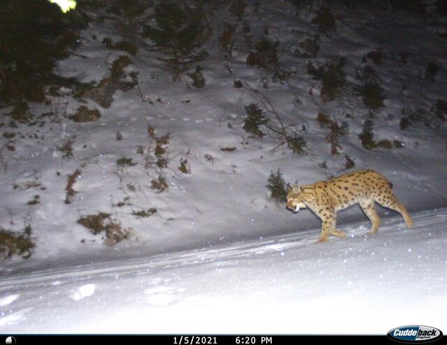 Sowohl ein Männchen als auch ein Weibchen konnten gesichtet werden.  | Foto: Forst- und Landwirtschaftsbetrieb der Stadt Wien