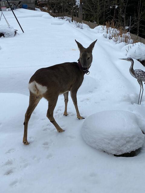 Vor inzwischen rund Jahren wurde die Villacherin Katharina Hirschberg zur Ziehmutter für ein kleines Rehkitz. Bis heute bekommt die Familie von Bambi, wie es damals liebevoll genannt wurde, noch immer regelmäßig Besuch. | Foto: Alle Fotos: Privat