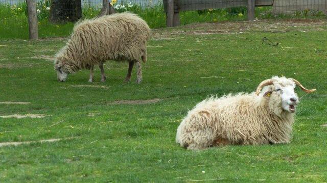 Im Zoo Hirschstetten wurden zwei Walachenschafe auf grausame Art getötet. Derzeit sind noch sechs Schafe dort.  | Foto: Wilhelm Spanel
