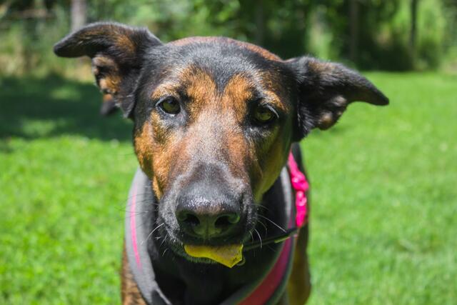 Für Tierheimhündin Roxy verwandelte sich ein scheinbar glückliches Zuhause in eine Falle. Sie wurde tot mit mehreren Stichwunden einfach im Müll entsorgt. | Foto: Tiko