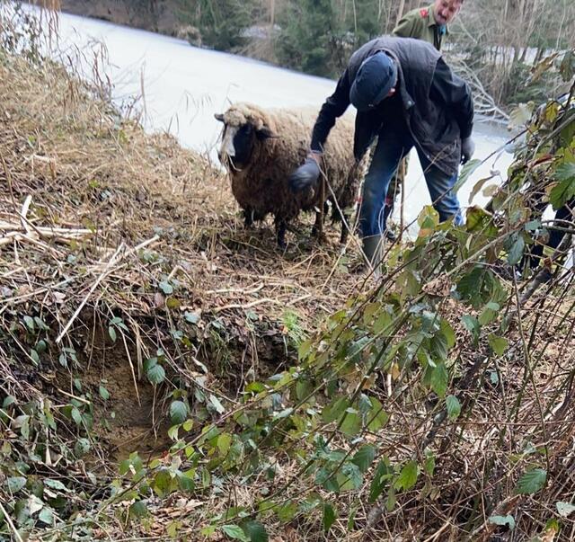 Mit Vorsicht wurden die Schafe aus ihrer unheilvollen Situation von den Kameraden der FF Otternitz befreit. | Foto: FF Otternitz