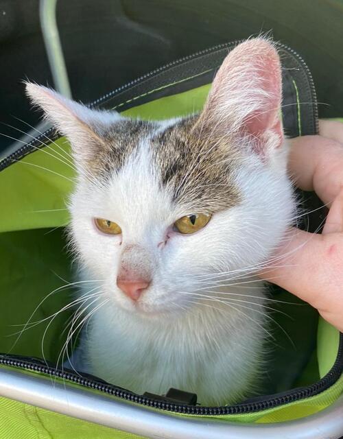 Diese zutrauliche Katze wurde am 21. Jänner in Obergrünburg gefunden. | Foto: TSV Katzenjammer