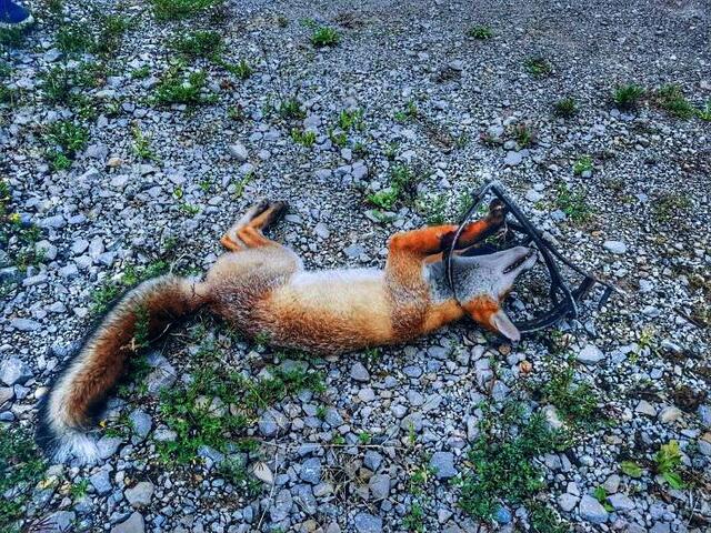 Schlagfalle, die einem Fuchs zum Verhängnis wurde | Foto: Fotograf : Martin Lechner, Böheimkirchen