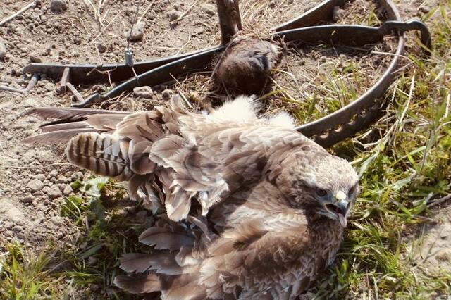Auch Greifvögel bleiben nicht verschont | Foto: Fotograf : Martin Lechner, Böheimkirchen