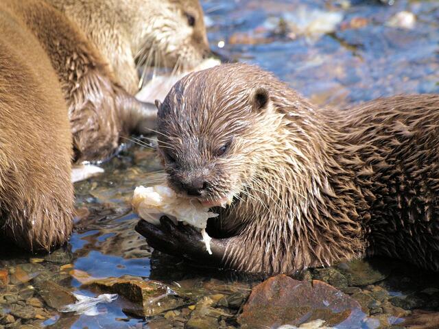 Der Fischotter frisst neben Fischen auch Frösche, Amphibien, Krebse, Muscheln und zwischendurch auch Nachwuchs von Bodenbrütern. | Foto: pixabay.com