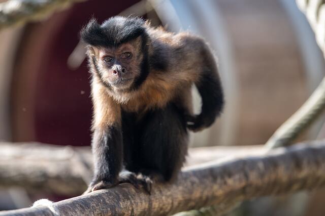 Die Äffchen im Zoo freuen sich schon auf die Besucher. | Foto: Zoo Salzburg/Kerstin Joensson