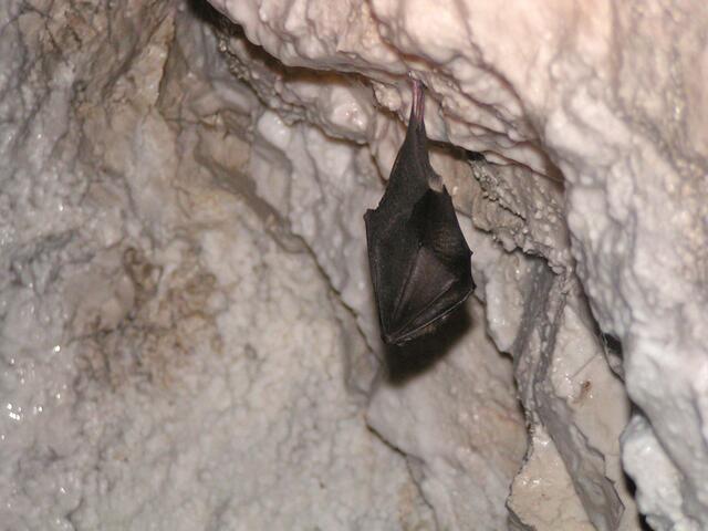 Kleine Hufeisennase im Winterquartier © J. Limberger