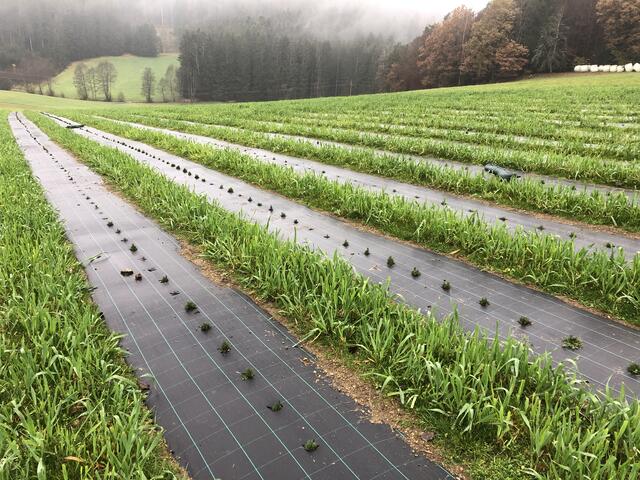 Lavendelfelder in Sarleinsbach.  | Foto: Biokompetenzzentrum Schlägl