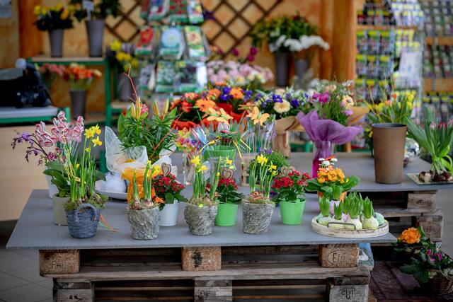 Kreativ gestaltete Blumenarragements, Schnittblumensträuße und Topfpflanzen gehen gerade am Valentinstag über den Ladentisch.