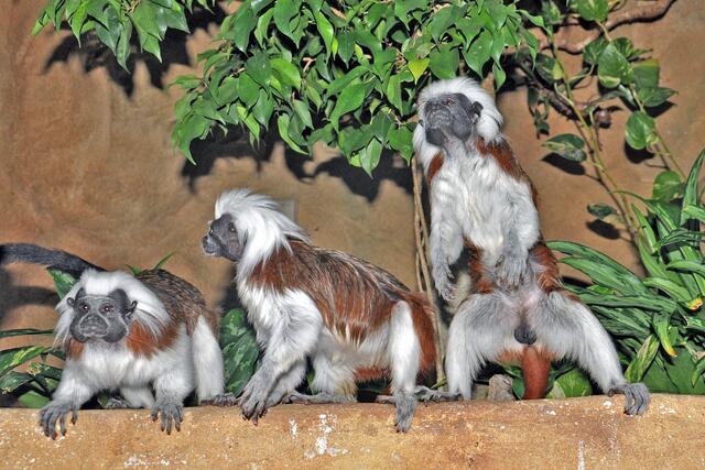 Auch die kleinen Äffchen waren aufgrund der Besucher im Haus des Meeres wieder gänzlich aus dem Häuschen. | Foto: Hulla