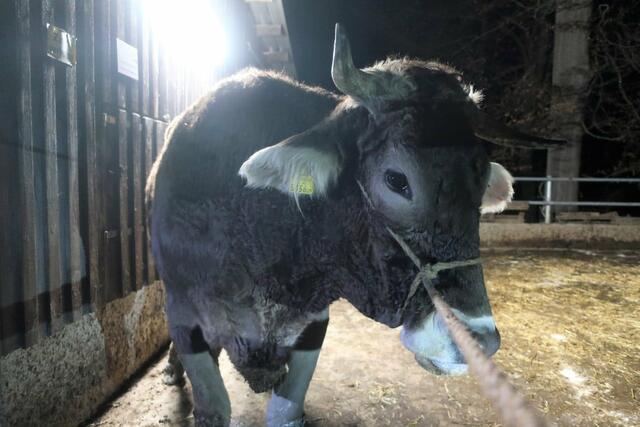 Ochse Ferdinand hat ein ganz besonderes Gespür für das Wetter. | Foto: HLM d.V. Christian Gruber